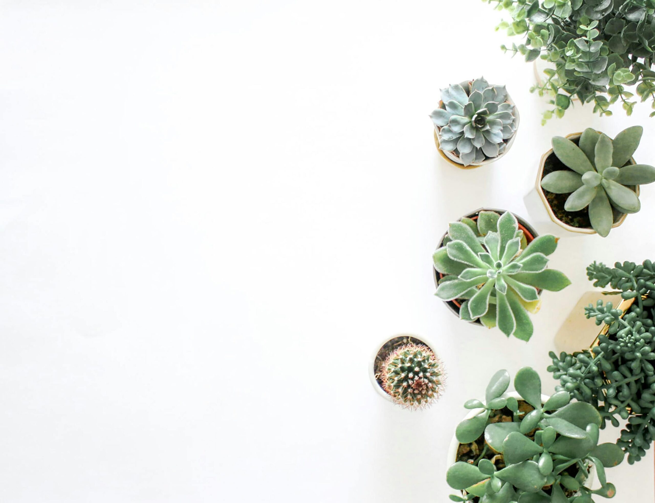 Top 10 Native Plants for Sustainable Gardening