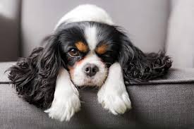 Dog Breeds for Apartments | Small Dogs for Small Spaces