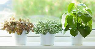 Houseplants That Purify Air