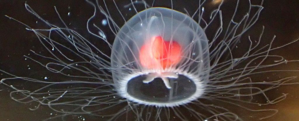 Immortal Jellyfish: Can Humans Reverse Aging?