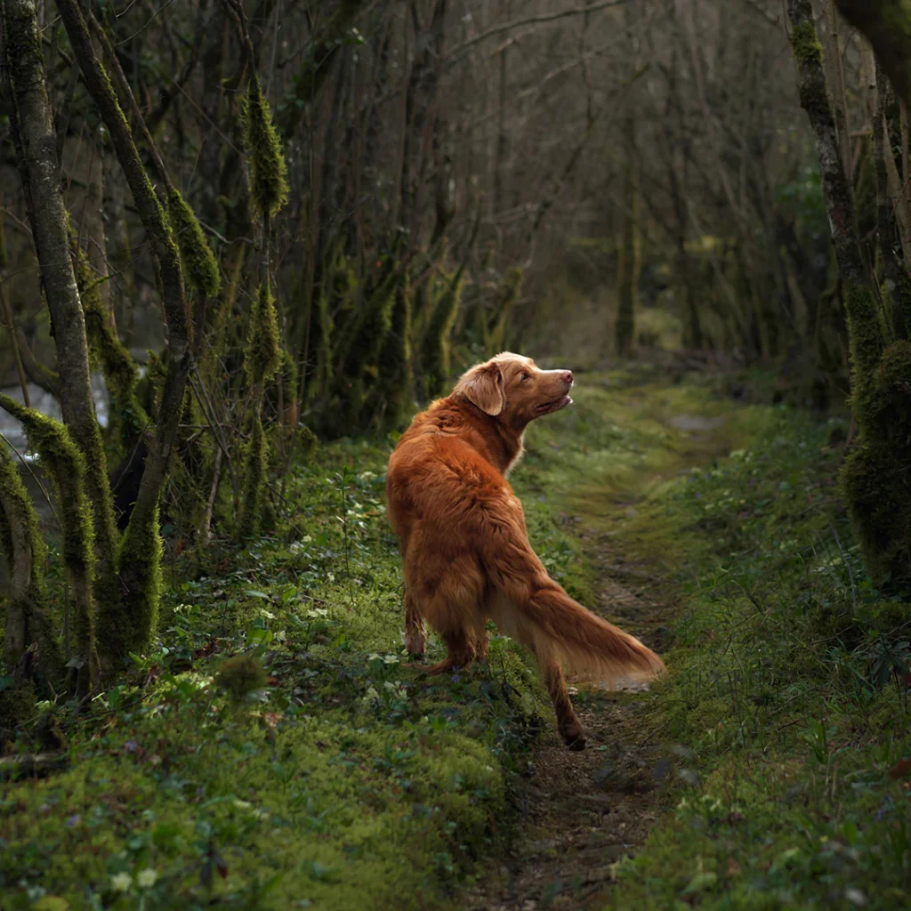 How Do Dogs Sense Death? Science Behind Canine Instincts