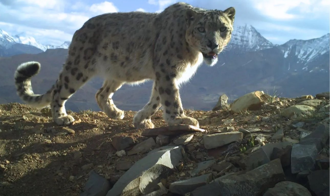 Ghost of Mountains: Snow Leopard Survival Story