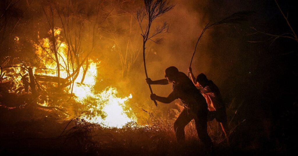 Europe forests 216,000 hectares at risk