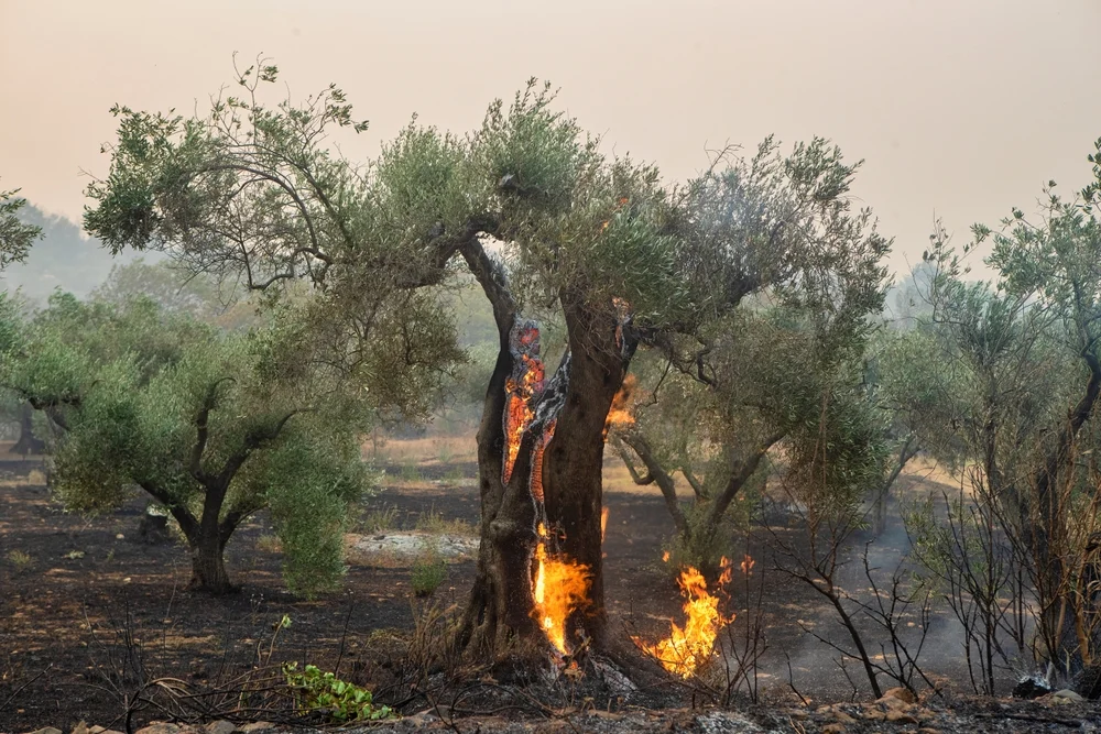 Europe Wildfire Crisis Reshapes Summer Travel Season