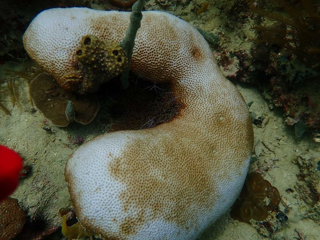Earth’s Coral Reefs Are Running Out of Time: Why Bleaching Is Happening