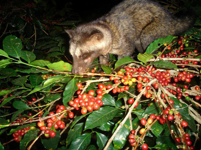 Why the World’s Most Expensive Coffee Starts Inside an Animal