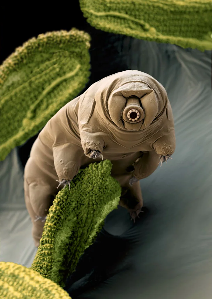 Heat-Surviving Microbe Discovery: Scientists Find Life at Extreme Temperatures