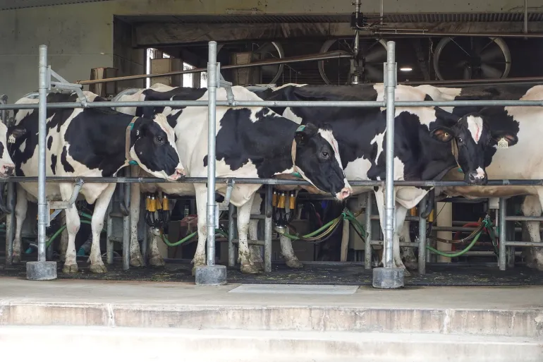 El Niño Milk Supply Warning: Global Dairy Market Faces New Risk in 2026