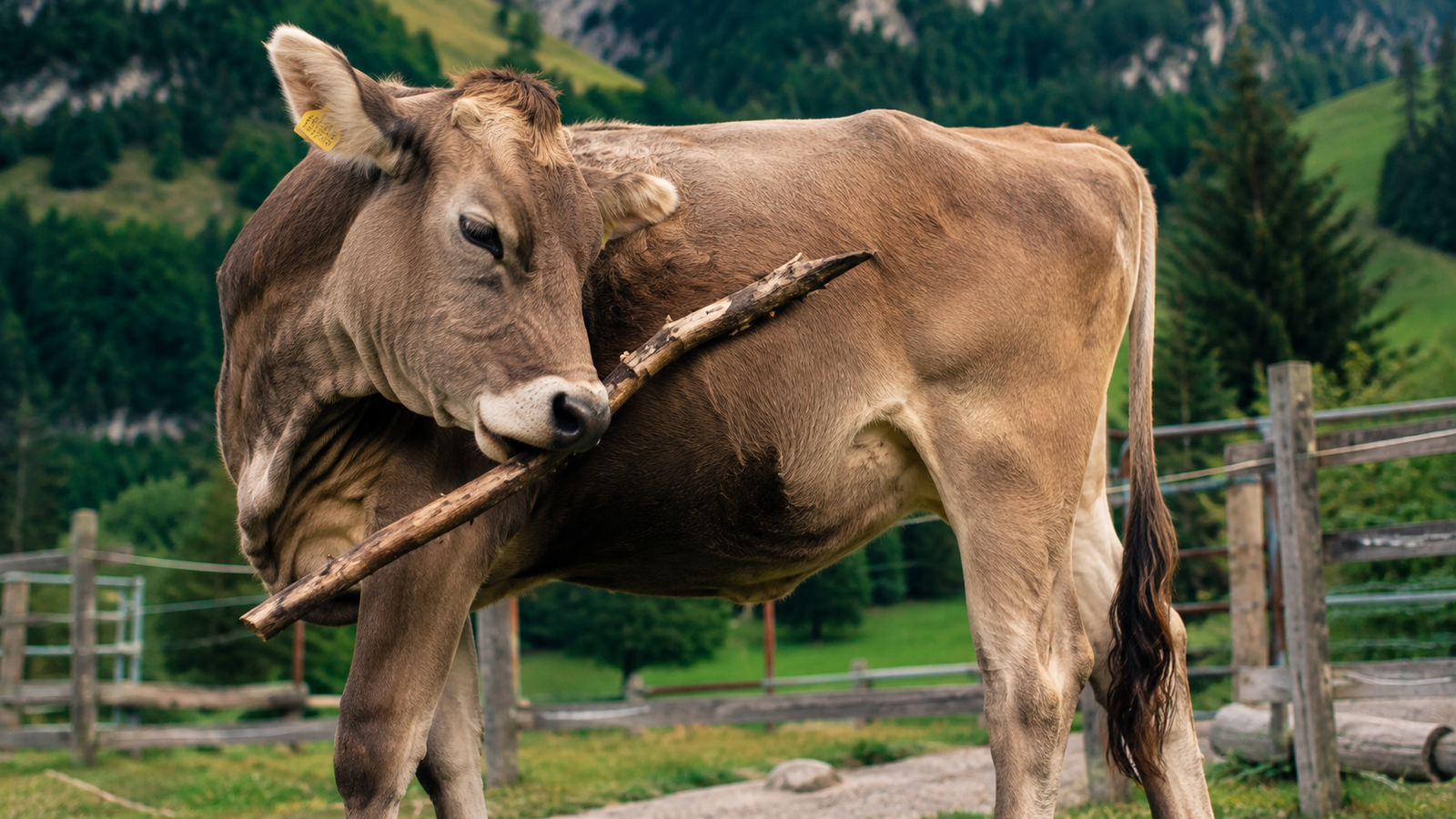 Scientists Discover a Cow That Uses Tools to Scratch Itself