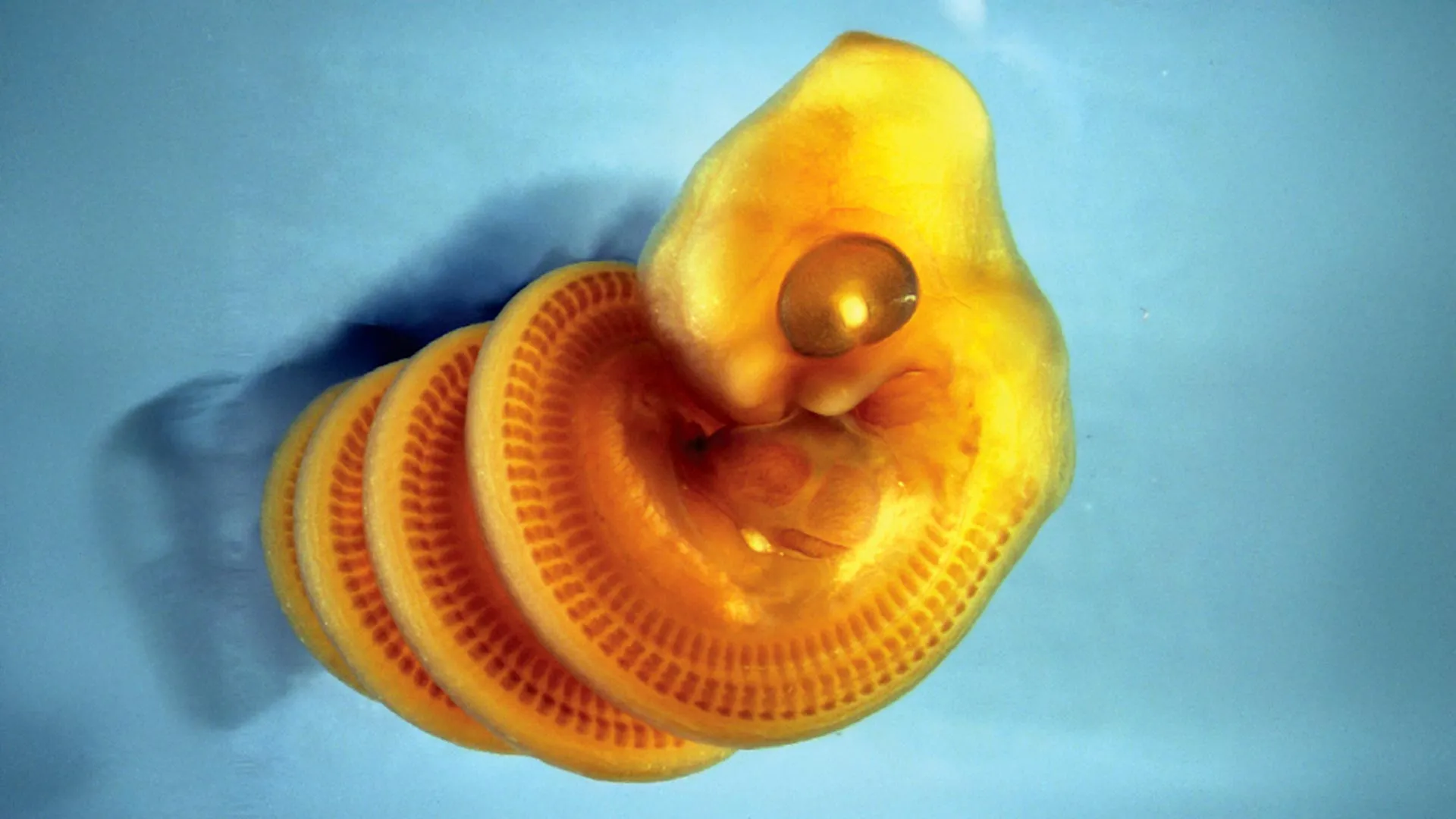Snake Embryos Twist Into Spirals — Scientists Finally Explain Why