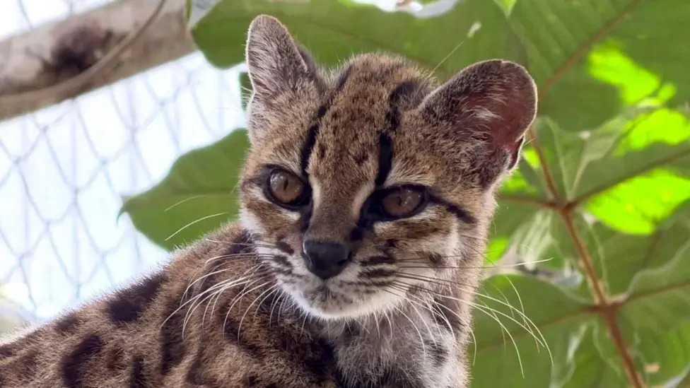 New Wild Cat Species 2026: Meet the Mysterious Tilcayo