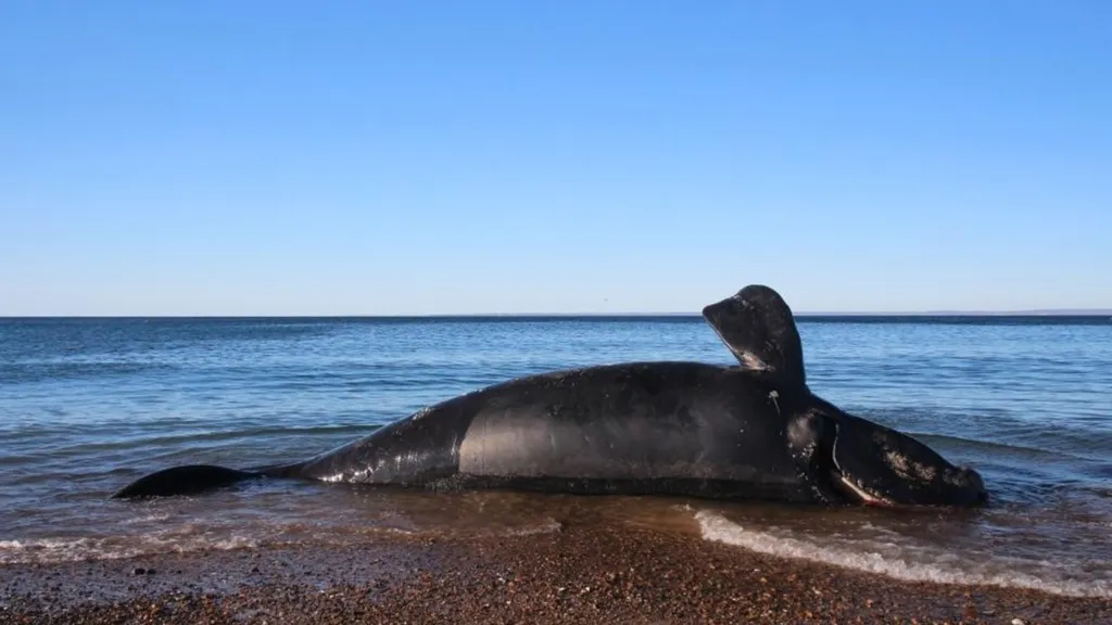 Hundreds of Whale Calves Have Died Off Patagonia Scientists Are Racing to Find Out Why