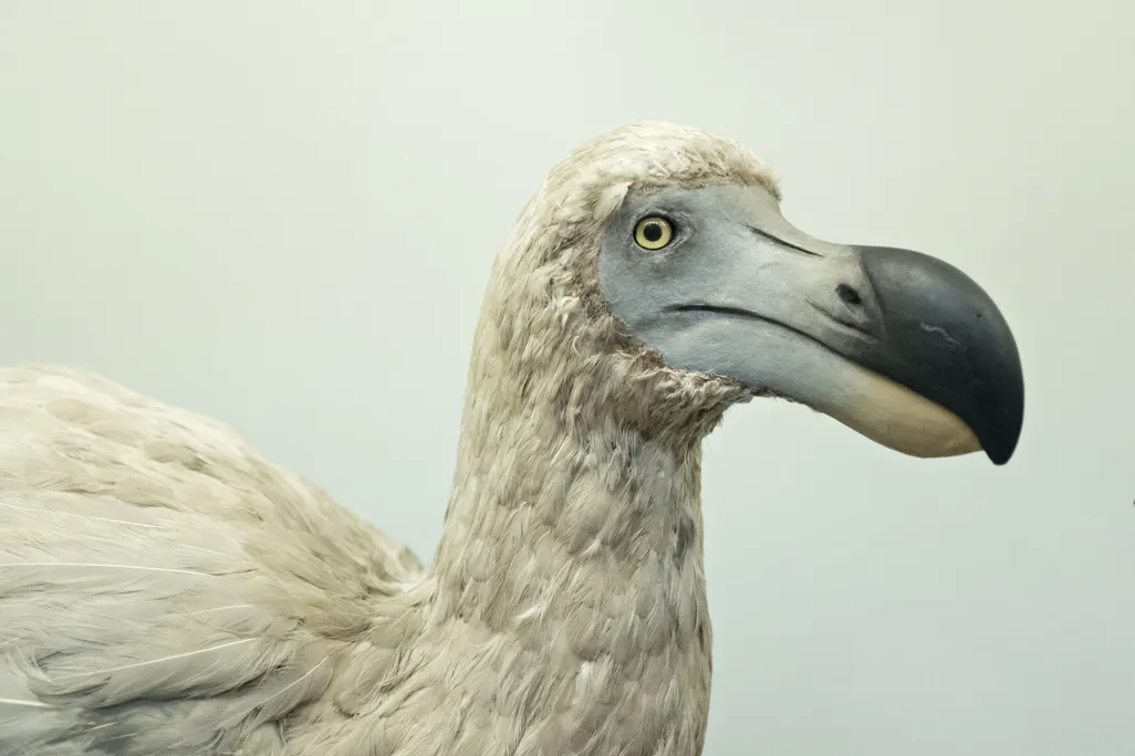 dodo de-extinction 2026